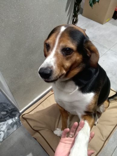 Hund Checker