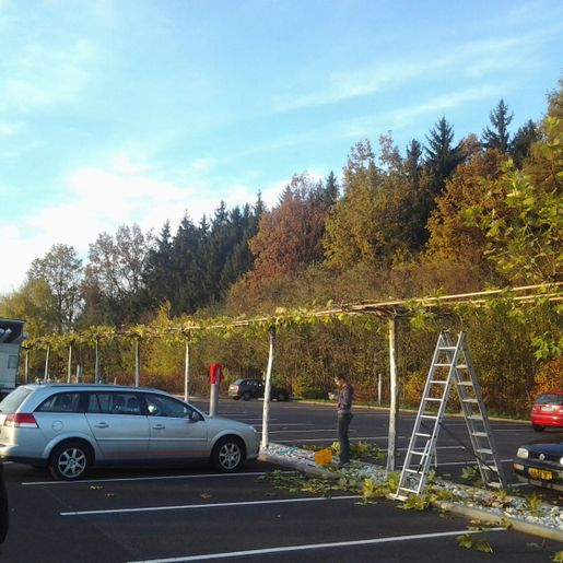 Gartengestaltung Gärtnerei Brons Vöcklabruck