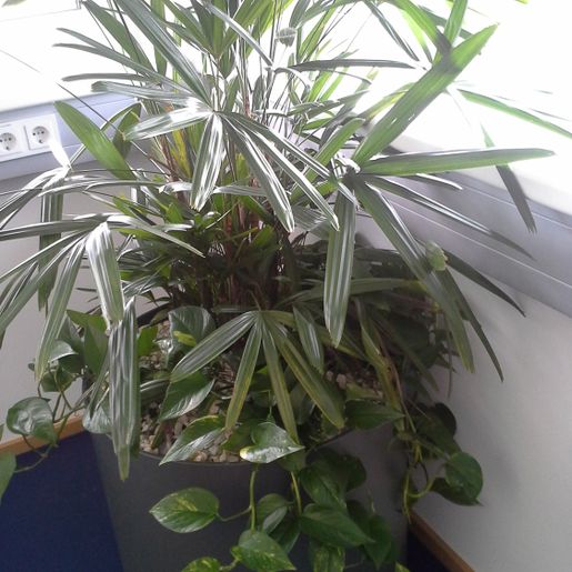 Indoor Begrünung