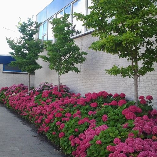 Gartengestaltung Gärtnerei Brons Vöcklabruck