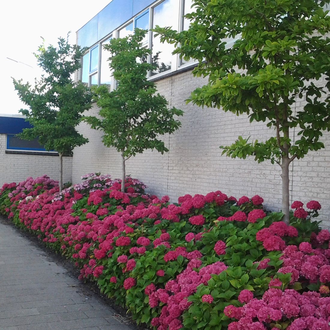 Gartengestaltung Gärtnerei Brons Vöcklabruck