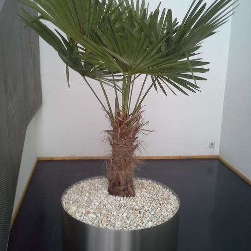 Indoor Begrünung