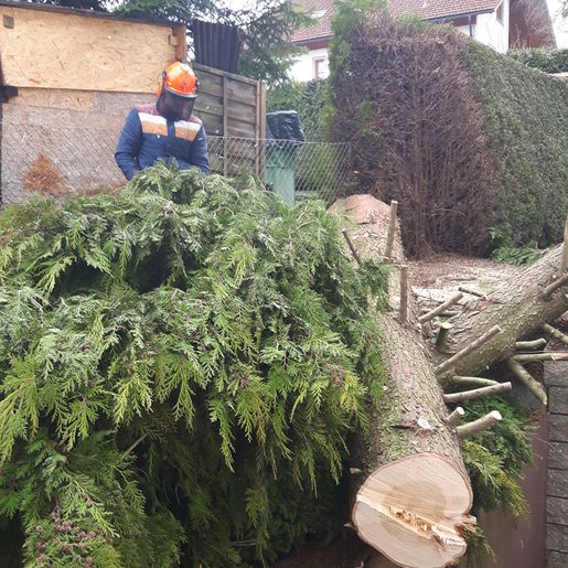Gartengestaltung Gärtnerei Brons Vöcklabruck