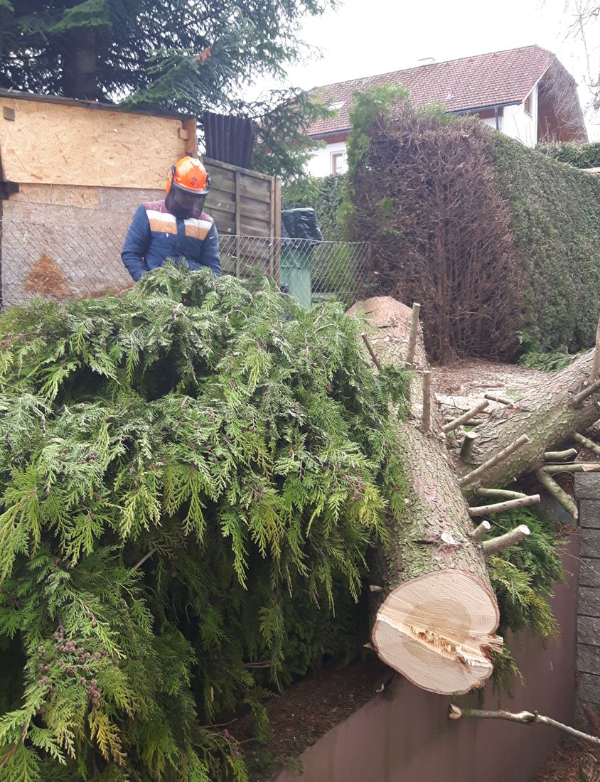 Gartengestaltung Gärtnerei Brons Vöcklabruck