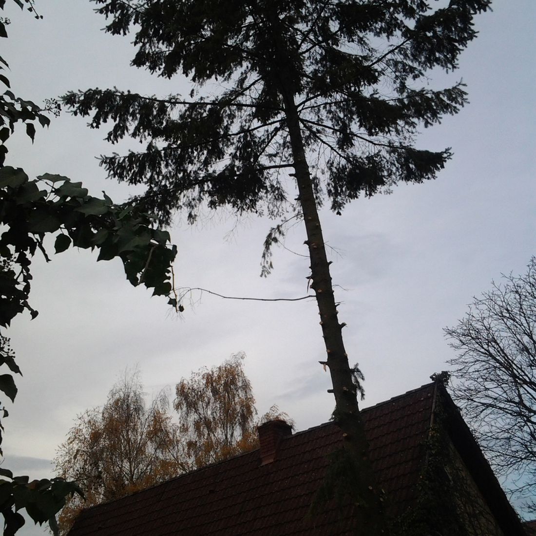 Gartengestaltung Gärtnerei Brons Vöcklabruck