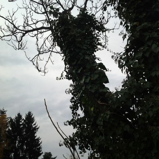Gartengestaltung Gärtnerei Brons Vöcklabruck